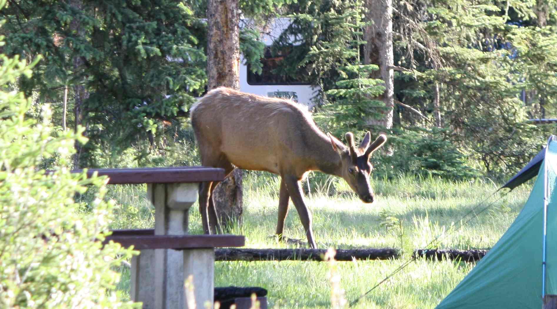 2019-06-06 ALCAN Jasper NP Elk.jpg